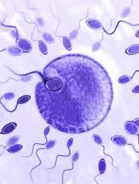 Fecondazione Assistita di II Livello Induzione dell ovulazione Prelievo ovociti per