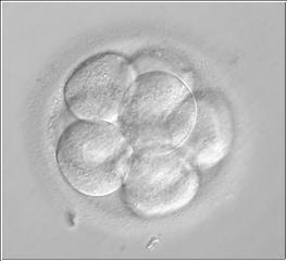 EMBRIONI NON UTILIZZATI Ad oggi si è stimato che