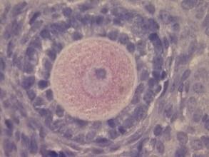 embrioni  tessuto