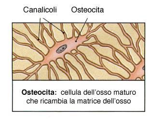 Cellule del tessuto osseo Osteoprogenitrici: cell staminali, attive durante l accrescimento dell osso, se
