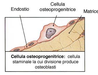 rilasciano ioni calcio, magnesio e fosfato per formare idrossiapatite Osteociti (osteoblasti maturi):