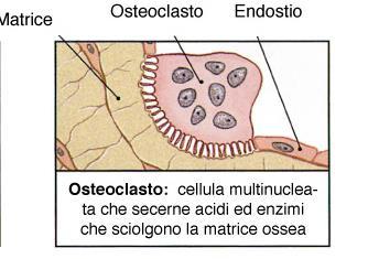 canalicoli importanti per il nutrimento dell osso partecipano al ricambio della matrice Osteoclasti distruggono