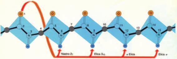 Struttura Secondaria Ansa-H: topologia dei legami a H N: numero di atomi compresi dall