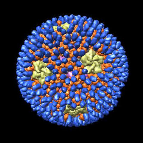 Three- dimensional model of mammalian orthoreovirus viron structure, shown at 7Å resolu9on. The image was created using Chimera and the data was obtained using cryo- electron microscopy.