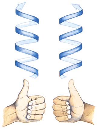 Stru1ura secondaria: α- elica Puntando il pollice della mano destra in avan9 la direzione di avvolgimento delle dita è in senso orario e rappresenta