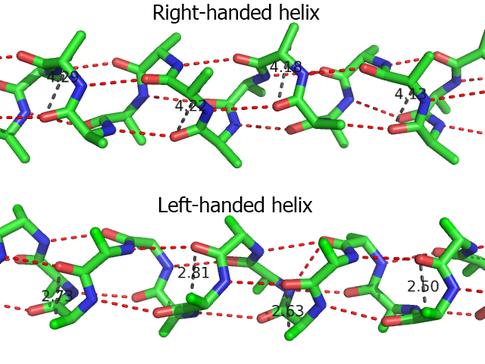 LeW- handed helix distanza rido1a (tra1eggio nero) tra ossigeno del carbonile di