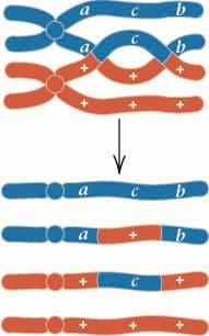 Doppi eventi di crossing over fra i loci genici a e b