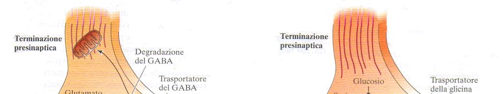 GABA e GLICINA GABA: principale neurotrasmettitore
