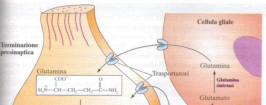 Glutammato Prodotto a partire dal glucosio (transaminazione dell αchetoglutarato) o per