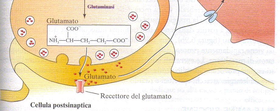 liberazione, è ricaptato da trasportatori specifici presenti nella glia e nei neuroni.