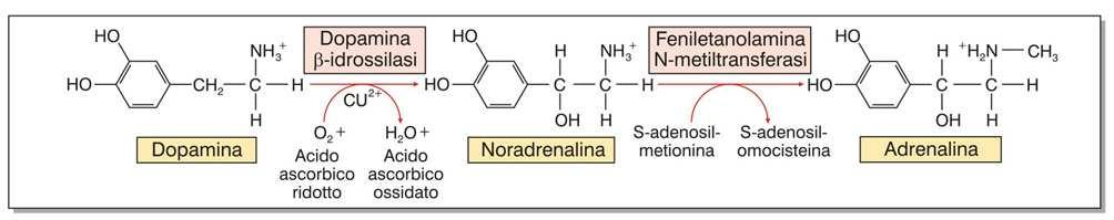 Catecolamine Dopamina- Substantia nigra (mesencefalo) e nucleo arcuato (ipotalamo). La via nigrostriale è alterata nel morbo di Parkinson ed in altri disturbi motori.