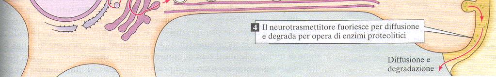 Trasporto assonico rapido: fino a 400 (mm/giorno) I neuropeptidi sono immagazzinati in vescicole