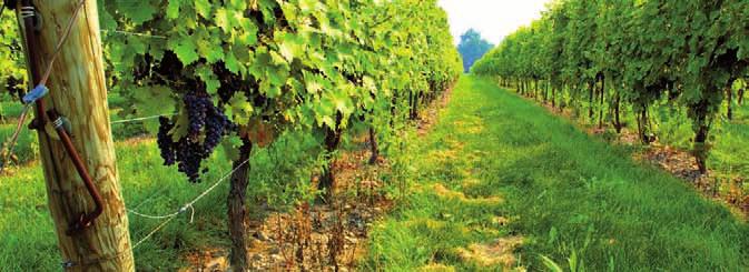 L INERBIMENTO DEI VIGNETI E DEI FRUTTETI L INERBIMENTO: Migliora la stabilità strutturale, la porosità e la permeabilità del