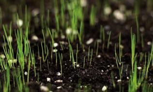 La purezza: eliminiamo le sementi di altre specie inquinanti, i residui di paglia e comunque tutto