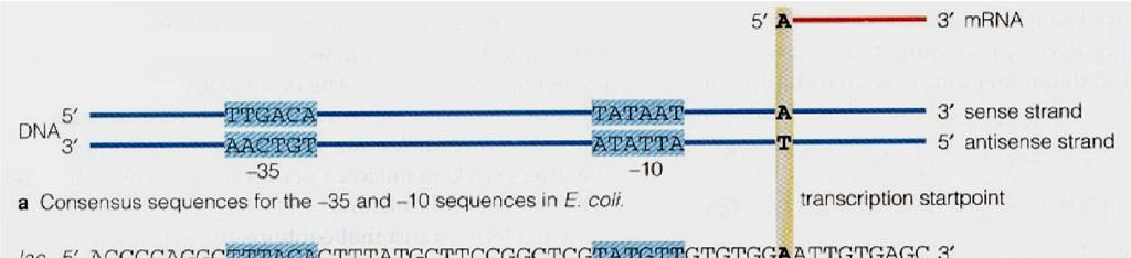INIZIO Struttura del promotore batterico Pribnow box (TATA box) Startpoint in molti geni di E.