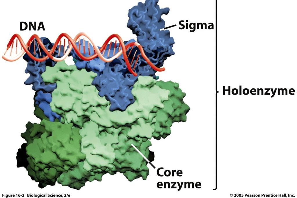 INIZIO Struttura dell RNA polimerasi batterica L RNA polimerasi batterica è costituita da un core enzyme più un