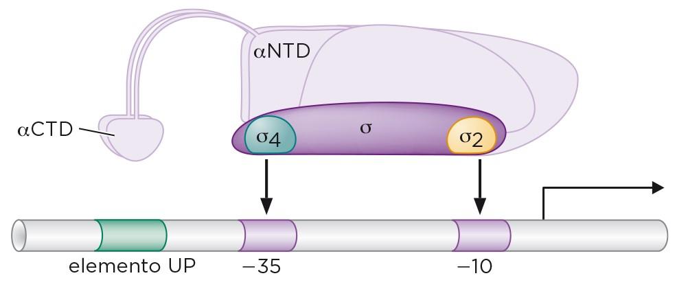 INIZIO Struttura dell RNA polimerasi batterica La subunità a (36.5 kda, rpoa gene) è organizzata in 2 domini, con l N-terminale (1-235) che prende contatto con la subunità b o b '.