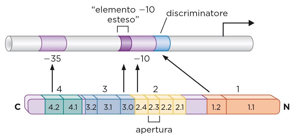 INIZIO Struttura dell RNA polimerasi batterica: il fattore σ Il fattore σ 70 può essere suddiviso in quattro regioni denominate regioni σ che vanno da 1 a 4 Il fattore σ 70 è