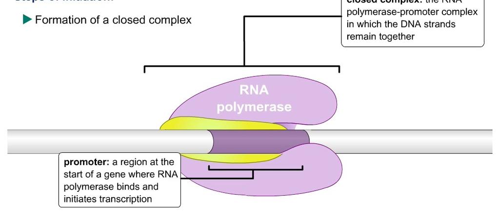 INIZIO L RNA polimerasi oloenzima lega inizialmente le regioni 35 e 10 del promotore e forma un complesso