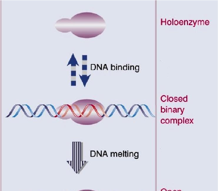 INIZIO La transizione verso il complesso di allungamento porta alla parziale dissociazione del holoenzyme.