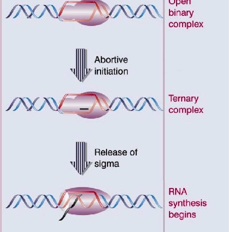 I cambiamenti conformazionali nelle subunità β intorno al DNA, così che la polimerasi non lascia mai completamente lo