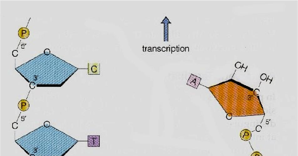 Elongation 1) The antisense strand of DNA is used as template. 2) Transcription proceeds in 5 --3 direction.