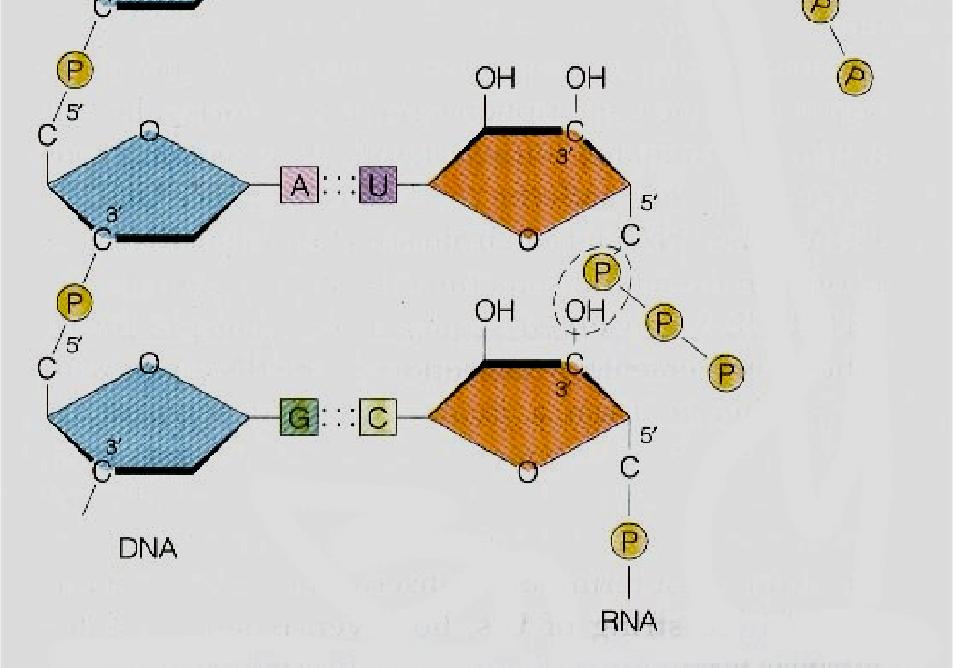 At any given time during transcription, the number of nucleotides of RNA that remain paired with the DNA template may vary between 8 and 10.