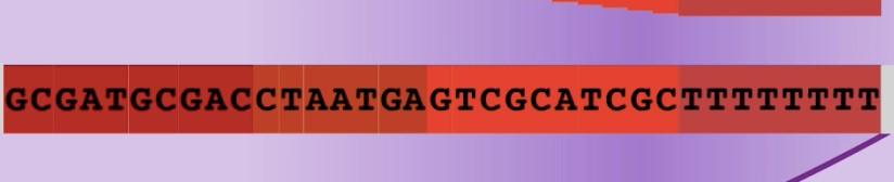 Stem-loop structures can form within the mrna just before the last base transcribed, by the pairing of complementary bases within the inverted repeat.