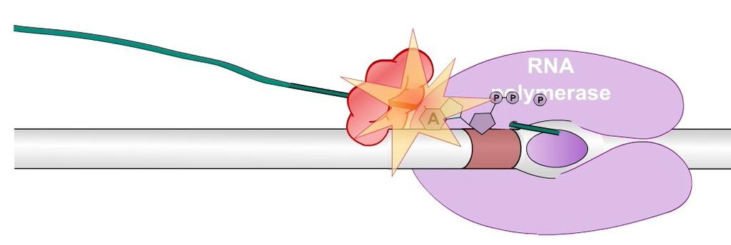 Termination of transcription Rho-dependent termination In an ATP-dependent process, Rho travels along the RNA, chasing the RNA polymerase.