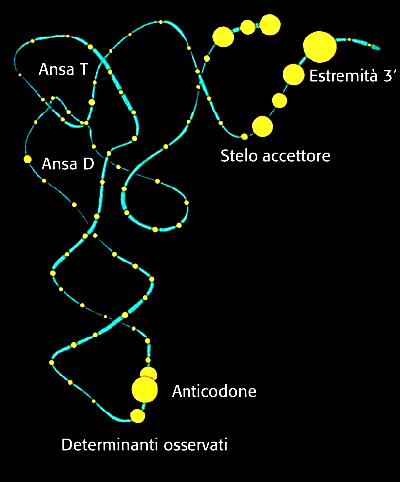 Le sintetasi riconoscono le anse dell