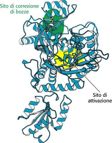 Alcune trna sintetasi hanno il