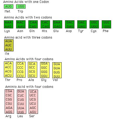 Codice genetico Il codice genetico