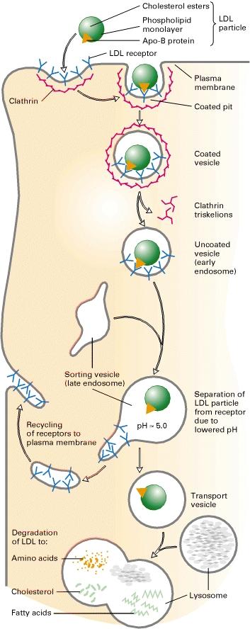 Didascalia figura Huotari (Sistema Endosomi/Lisosomi) 1 Le vescicole endocitiche primarie consegnano il loro contenuto e le loro membrane agli endosomi precoci (EEs) nel citoplasma periferico.