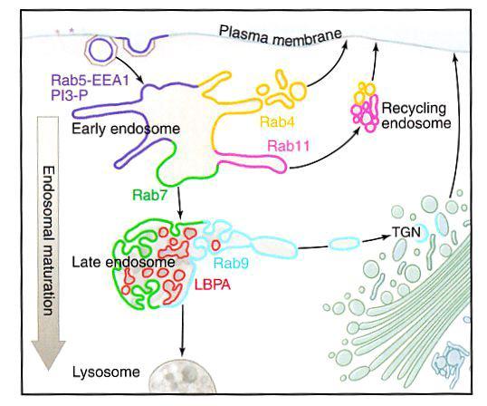 Organizzazione dei domini nella via endocitica. Sub regioni delle membrane endosomiali contengono Rabs [piccole proteine G] ed effettori dei Rabs (evidenziati con colori diversi).