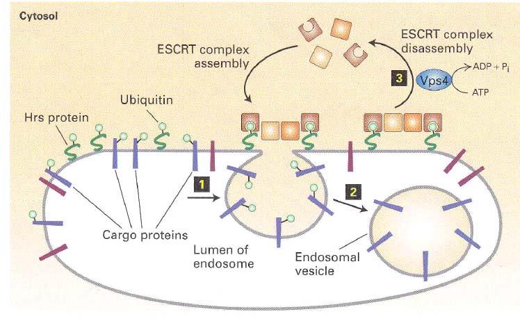 Nel processo di gemmazione negli endosomi, l ubiquitinazione della Hrs sulla membrana endosomiale indirizza il carico di specifiche proteine da trasportare (blu) verso le gemme delle vescicole, e