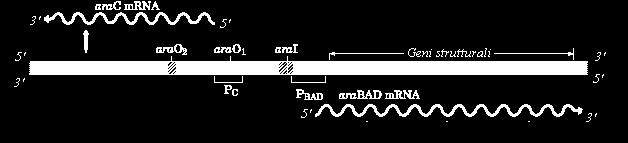 arabinoso isomerasi gene araa