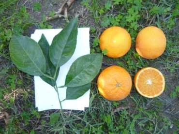 DECADE DI NOVEMBRE clementine di Comune (2x) x arancio Tarocco (4x) EARLY