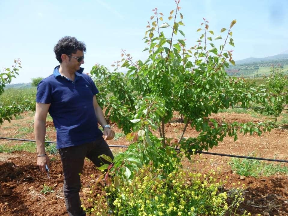 EMISSIONE DI GERMOGLI VIGOROSI RICHIAMO APICALE