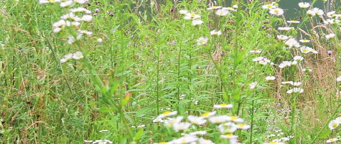 Le libellule della Valposchiavo Azzurrina alpina Coenagrion hastulatum 1 La Valposchiavo comprende tutte le fasce altitudinali: dal piano collinare al piano nivale.