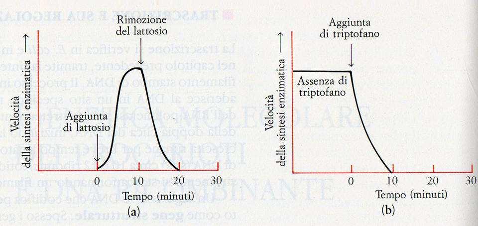 Operone lattosio (lac) Operone