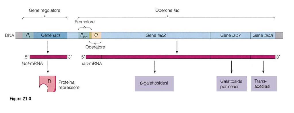 I geni coinvolti nel catabolismo del lattosio sono organizzati in un operone inducibile La delezione del gene lac I origina