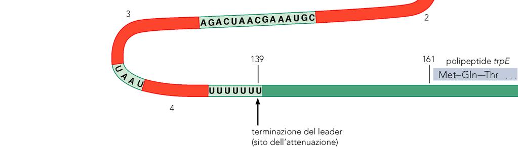 impedendo la formazione della forcine di terminazione 3 e 4.