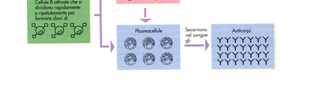 Plasmacellula