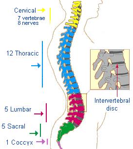 La colonna vertebrale E l asse di sostegno del corpo ed è il mezzo di protezione del midollo spinale.