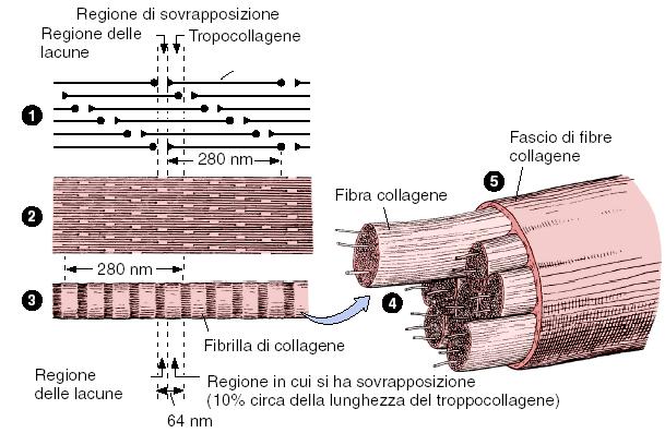 FIBRE