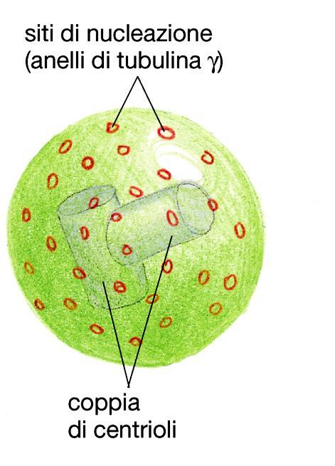 Dove hanno origine i microtubuli nella cellula?