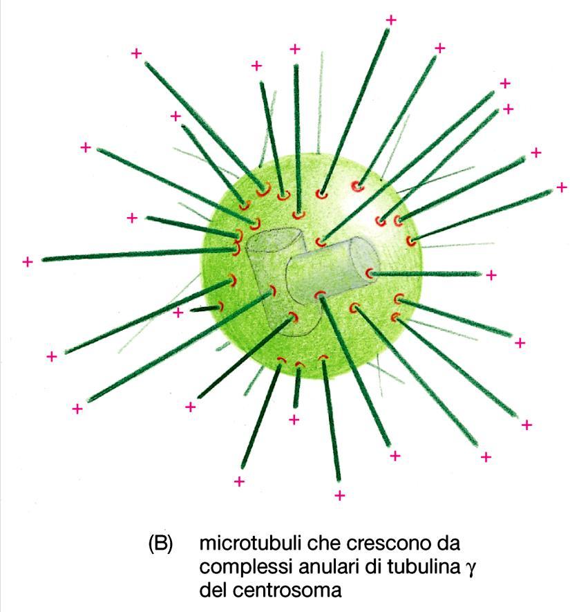 Organizzatore dei Microtubuli (MTOC).