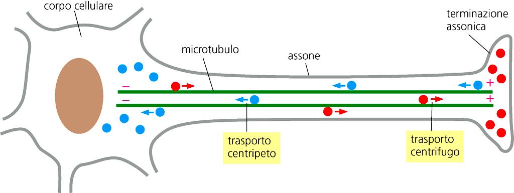 I neuroni sono cellule tipicamente POLARI. Questa polarità è conferita principalmente dalla distribuzione e l orientamento dei MT.