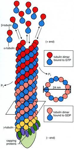 Struttura dei MICROTUBULI sono presenti in tutte le cellule strutture cilindriche cave con diametro di 25nm la parete del microtubulo è formata da una serie di