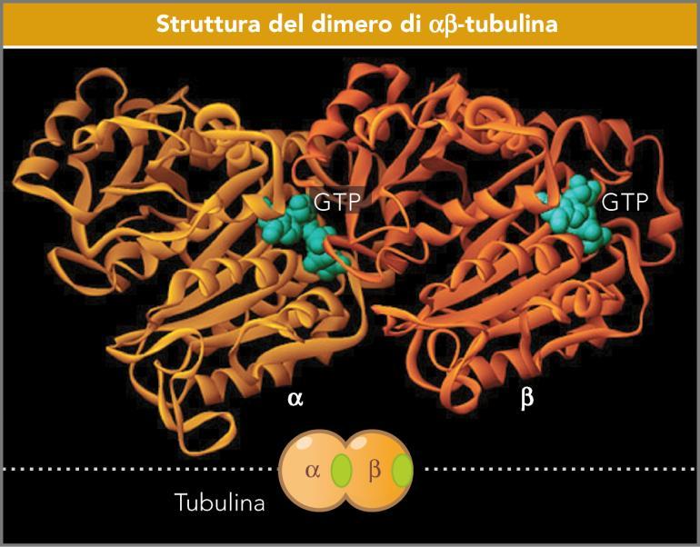 Insieme formano un eterodimero di α/β tubulina, che costituisce l unità di base dei microtuboli: GTP GTP Nel microtubolo i dimeri di tubulina sono orientati nella